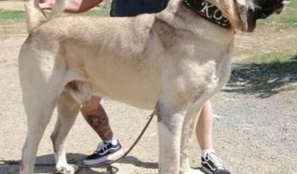 Kangal ve malaklı köpekleri arasında ne gibi farklılıklar vardır?